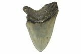 Serrated, Fossil Megalodon Tooth - North Carolina #188225-1
